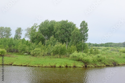morning in the meadow landscape with trees