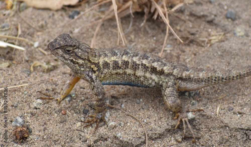 A male coast range fence lizard (Sceloporus occidentalis bocourtii), a subspecies of the western fence lizard, with blue belly slightly visible, near Elkhorn Slough in California. A male coast range fence lizard (Sceloporus occidentalis bocourtii), a subspecies of the western fence lizard, with blue belly slightly visible, near Elkhorn Slough in California.