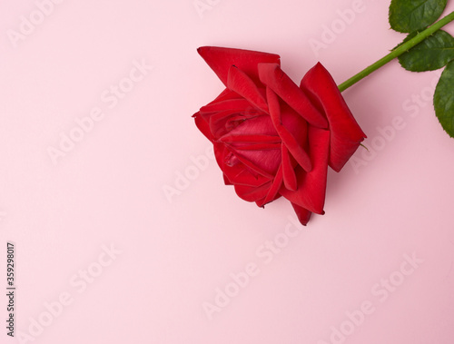 blooming red rose with green leaves on a pink background