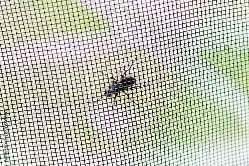 A fly tries to get through the mosquito net