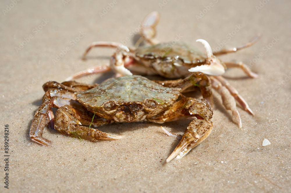 live crab on the sandy shore of the Black Sea, top view, Ukraine