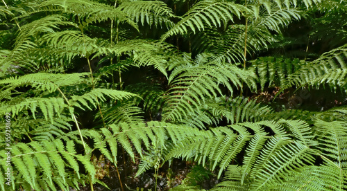 Fern leaves in the forest