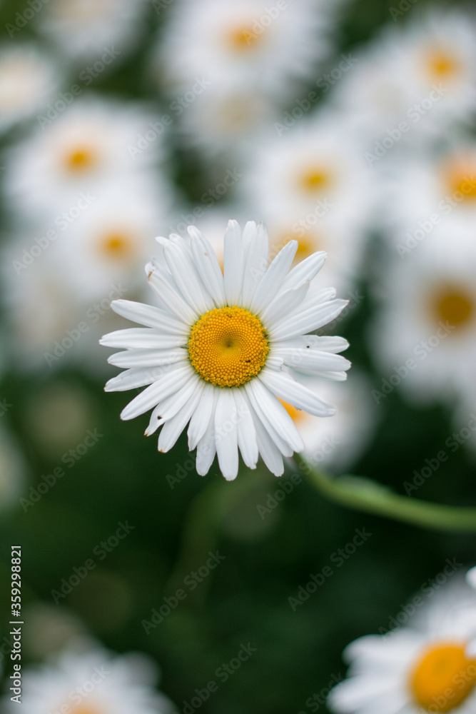 Obraz premium Close up of a single daisy flower from above. Blurred daisy flowers in the background. Shallow depth of field, bokeh and soft focus