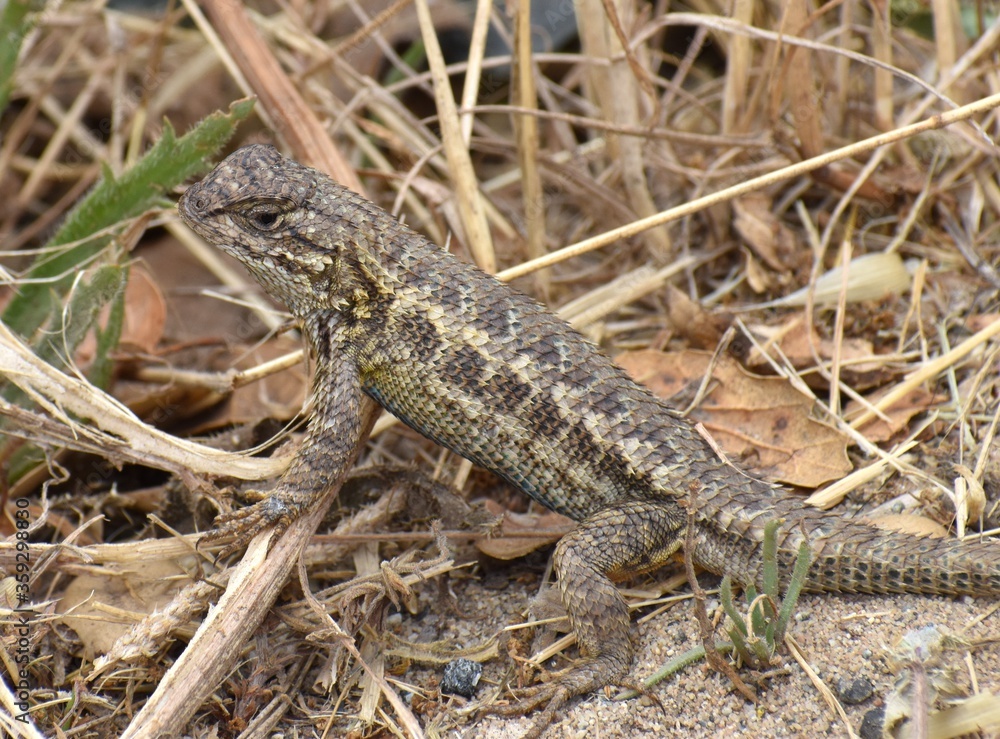 A male coast range fence lizard (Sceloporus occidentalis bocourtii), a subspecies of the western fence lizard, near Elkhorn Slough in California. A male coast range fence lizard (Sceloporus occidentalis bocourtii), a subspecies of the western fence lizard, near Elkhorn Slough in California.