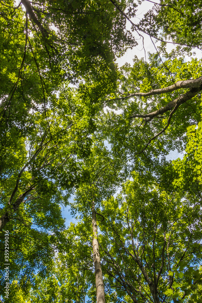 Obraz premium trees in the forest