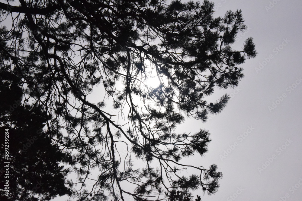 Fototapeta premium Tall pines in the forest in Sunny weather