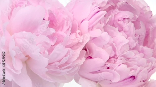 Floral background. Timelapse of pink peony flower blooming. Light background of pink peonies blooming. Time lapse.
