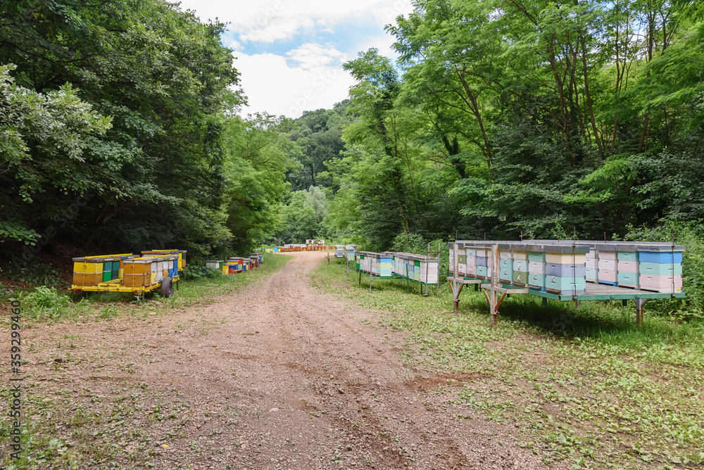 Hives on Fruska gora in Serbia. Bee Acacia pasture. Hives on Fruska gora in Serbia. Bee Acacia pasture.