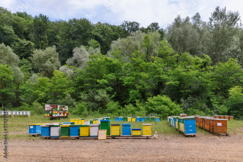 Hives on Fruska gora in Serbia. Bee Acacia pasture.