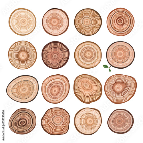 Larch Trunk Cuts or Wood Cross Section Collection