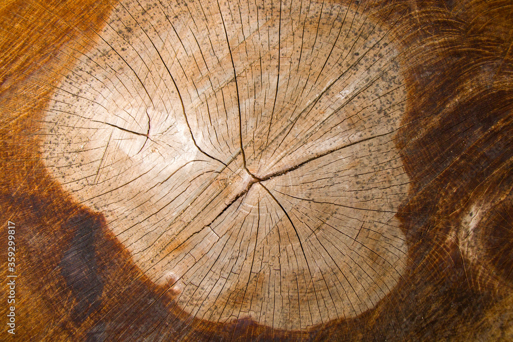 Fototapeta premium Wooden background, Cut tree pattern. Texture of cut and dry tree. Tree age rings. Cracks on the wooden background.