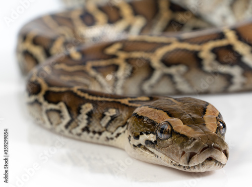 Closeup Burmese Python isolated on white background