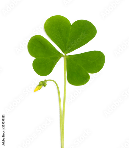 green clover symbol of a St Patrick day isolated on white background © ulkan