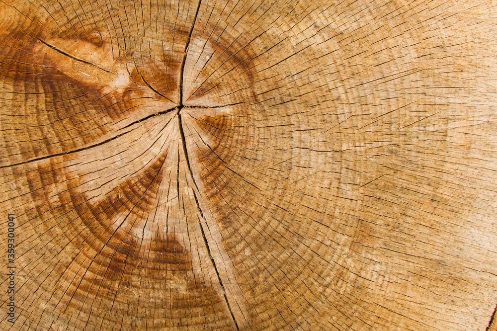 Fototapeta premium Wooden background, Cut tree pattern. Texture of cut and dry tree. Tree age rings. Cracks on the wooden background.