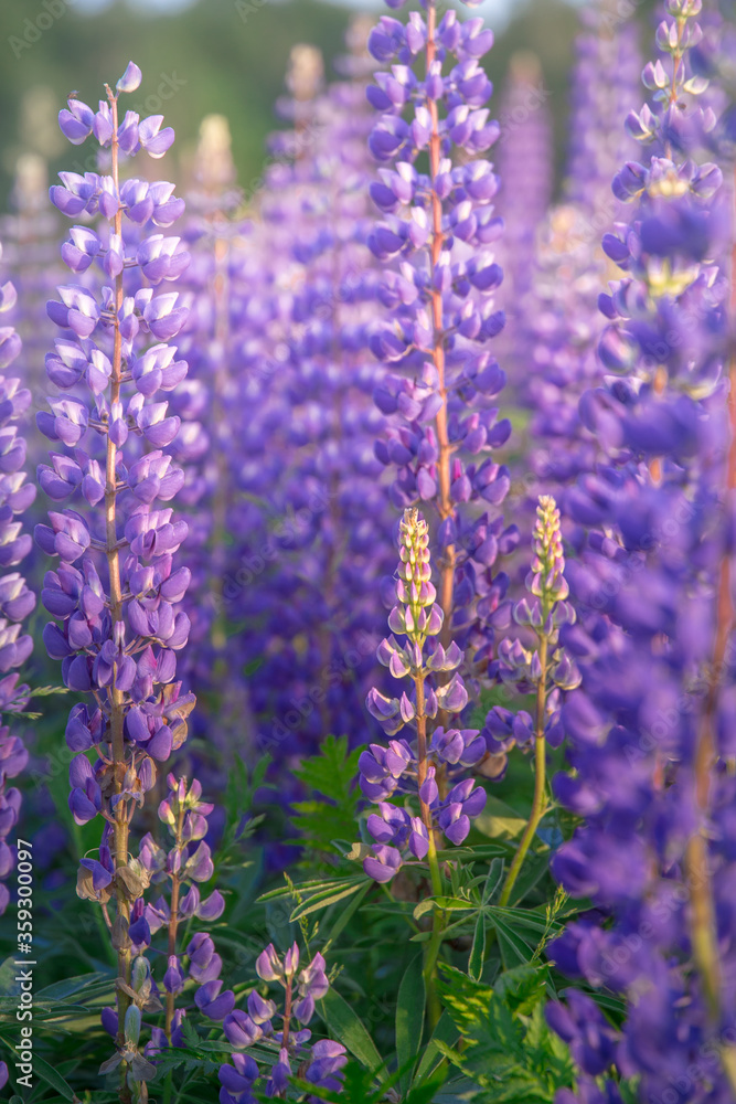 Naklejka premium group of purple lupine flowers