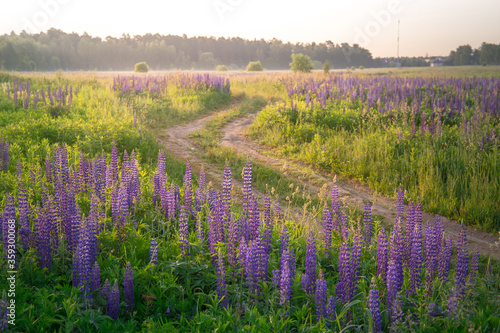 road in a field with lupins flowers