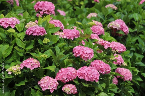 かざはやの里　満開のあじさい