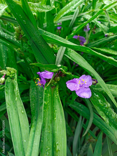 The flower of the Tradescantia Virginia in raindrops with green foliage. Flowers in rainy weather. A rare plant in the horizontal version.