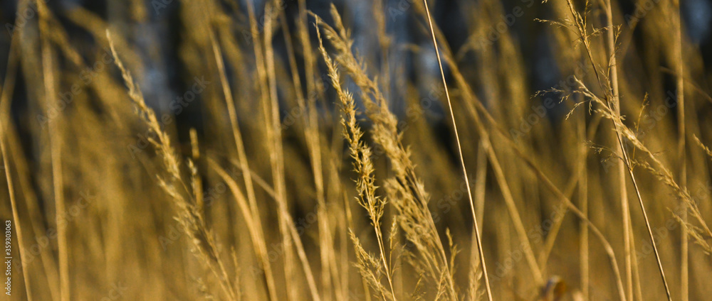 Spikelets on a background of blue sky, field, banner Spikelets on a background of blue sky, field, banner