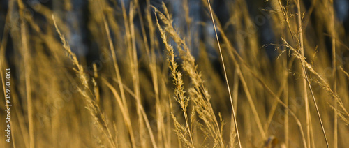 Spikelets on a background of blue sky, field, banner