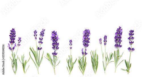 Lavender flowers plants white background Floral border