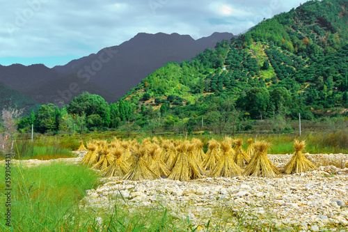 Sheaves of straw against the background of mountains in the vicinity of the Taoist Ningzhengong Monastery in Zhejiang, China photo