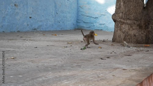 Monkey runs with banana against the blue wall, India, slowmo