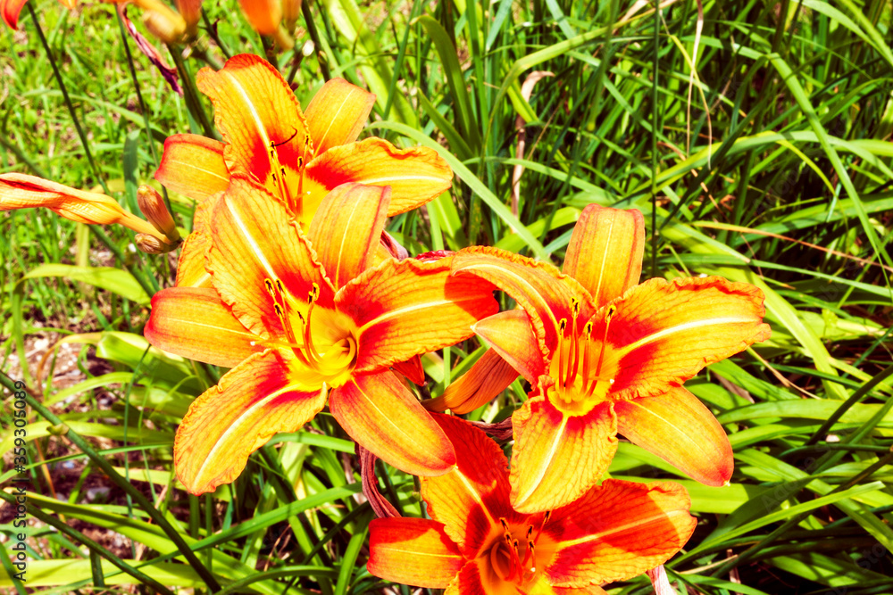 red-yellow Hemerocallis on the lawn of the monastery courtyard red-yellow Hemerocallis on the lawn of the monastery courtyard