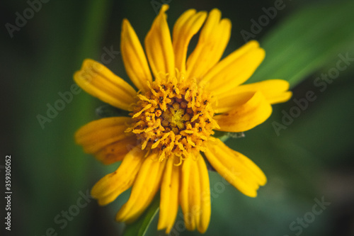 Detail of yellow flower