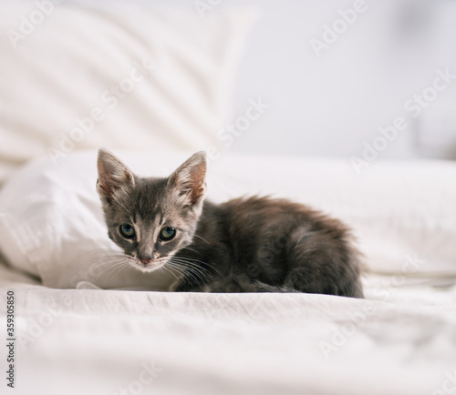 Fototapeta Naklejka Na Ścianę i Meble -  Beautiful and cute furry grey small kitty cat playing on the bed on a sunny day
