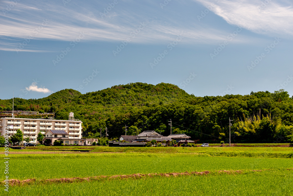 Obraz premium View of paddy fields after one month from transplanting in Japan