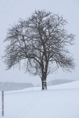 Baum auf einer schnebedeckten Wiese