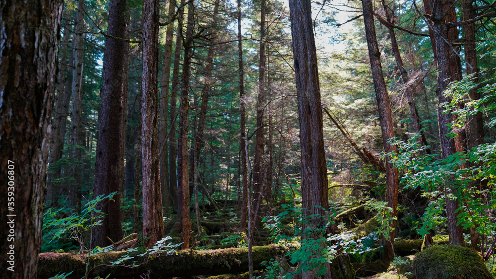 Obraz premium Forest background In Alaska