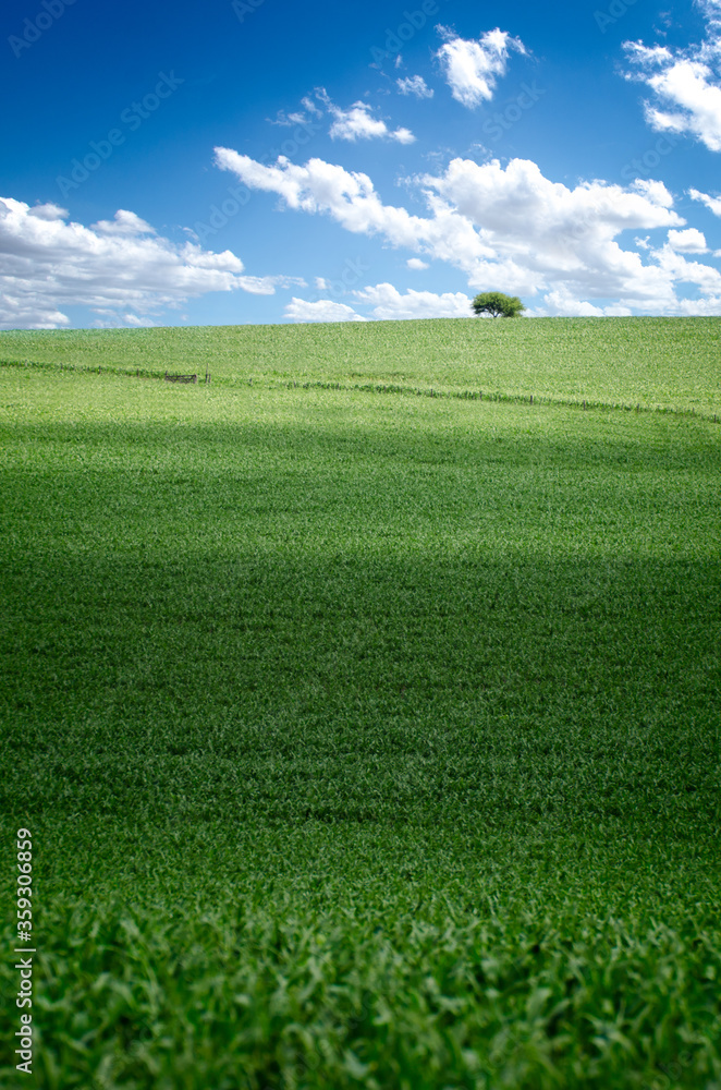 Obraz premium Beautiful and wide cornfield with hill and sky with clouds and a tree in Argentina landscape