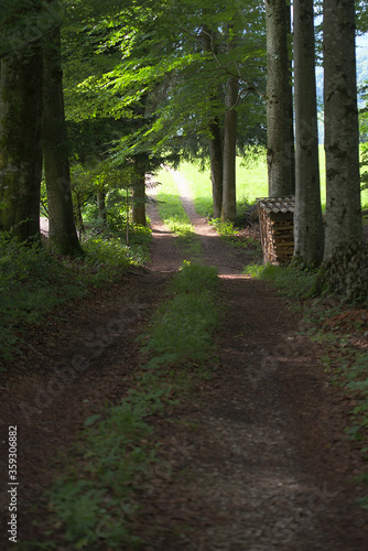 Waldweg mit Holzstoss