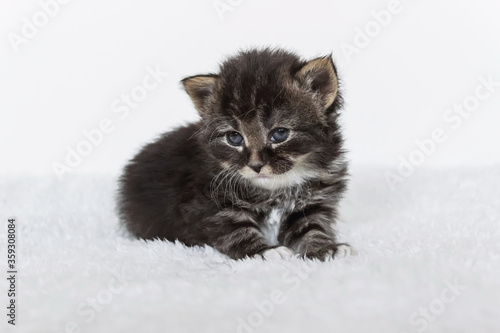 close up of black nose tiger striped small tabby kitten