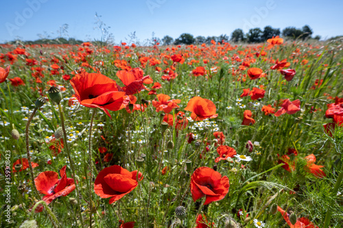 Blooming red poppies on a field, beautiful agricultural landscape in northern Germany