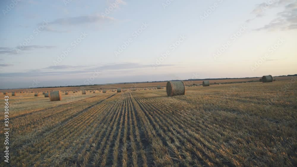 Huge viewing of haycocks on spacious field with bright sunset Huge viewing of haycocks on spacious field with bright sunset