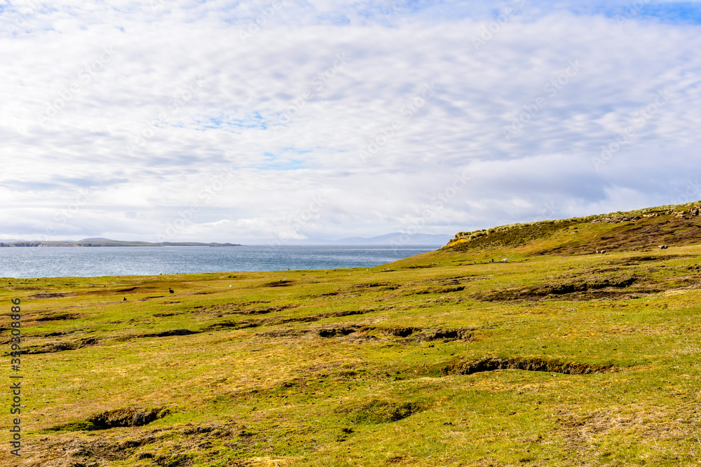 Fototapeta premium Nature of the Falkland Islands