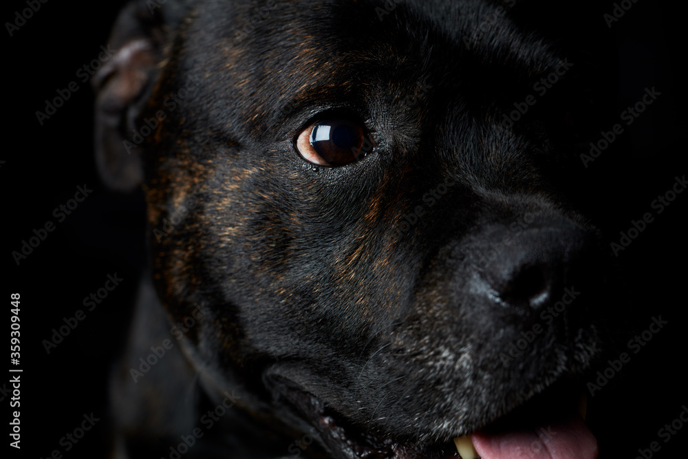 Staffordshire Bull Terrier dog on a black background. Close up. Staffordshire Bull Terrier dog on a black background. Close up.