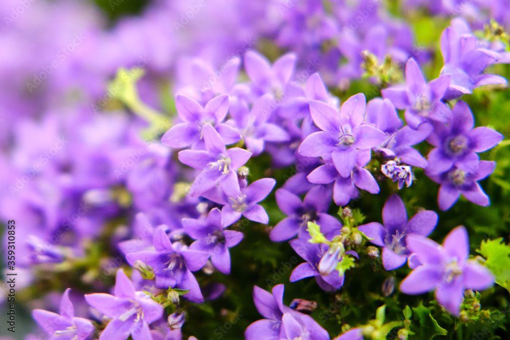 Bellflower — a small ornamental plant, a species of the genus, Campanula portenschlagiana blue color