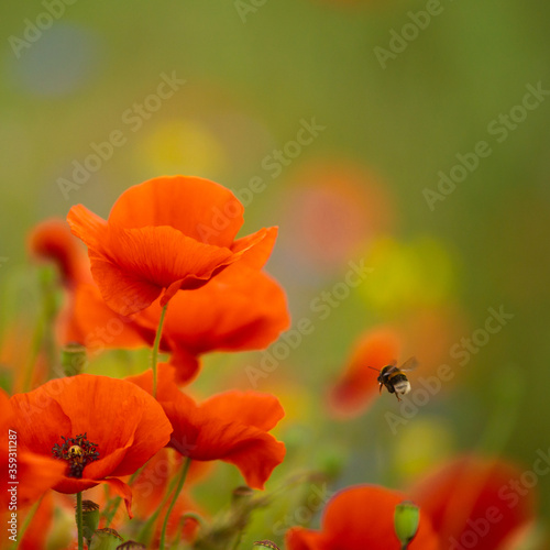 kwiaty maków polnych i pszczoła