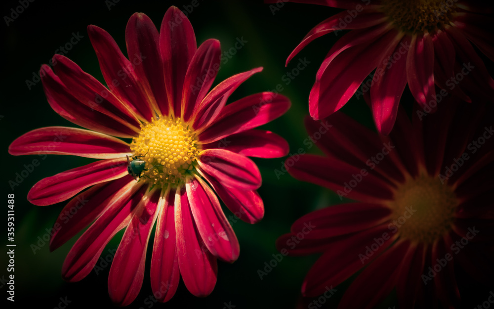 pink gerber daisy