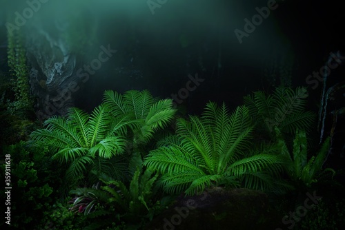 Fern family plants are refreshing, cool, decorate the garden and protect the environment.