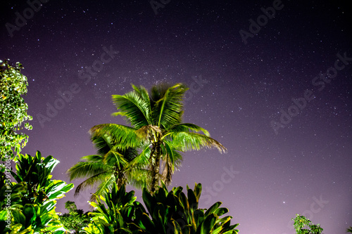 palm tree in the night