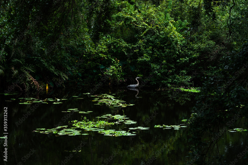 A Blue Heron standing very still trying to catch a fish. A Blue Heron standing very still trying to catch a fish.