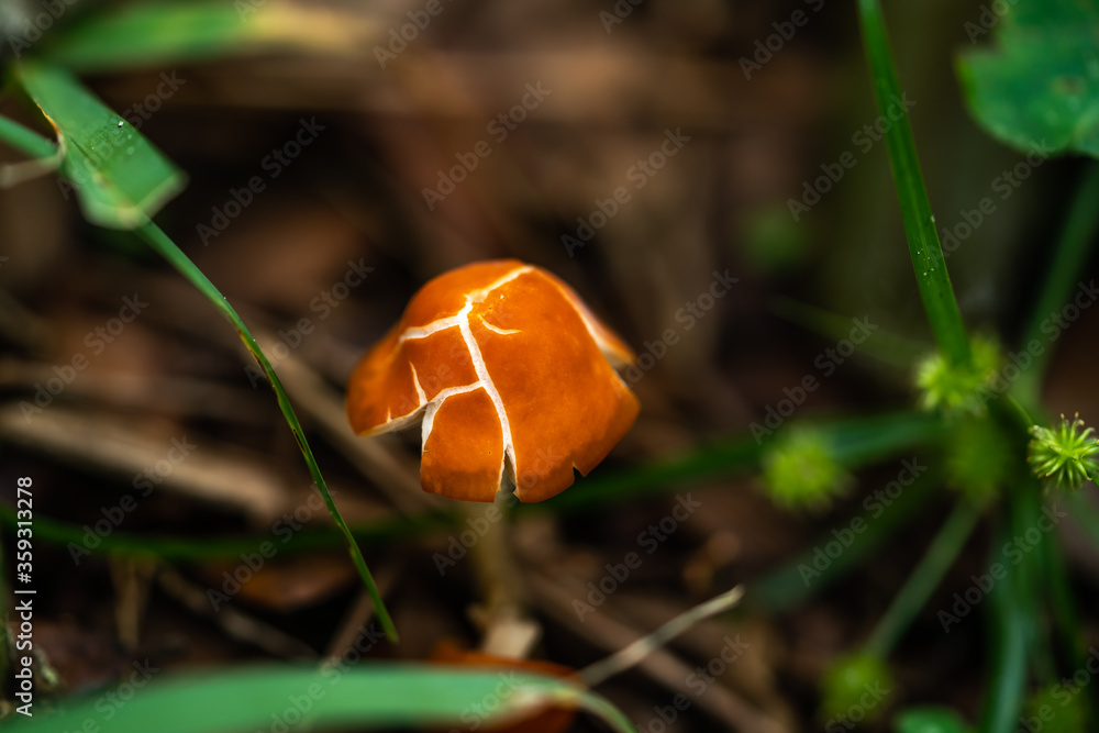A very small and delicate mushroom growing at the base of an oak tree. A very small and delicate mushroom growing at the base of an oak tree.