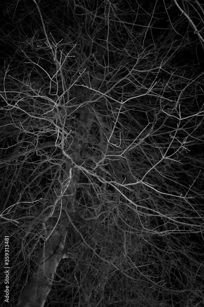 Tree in the dark like in a horror movie