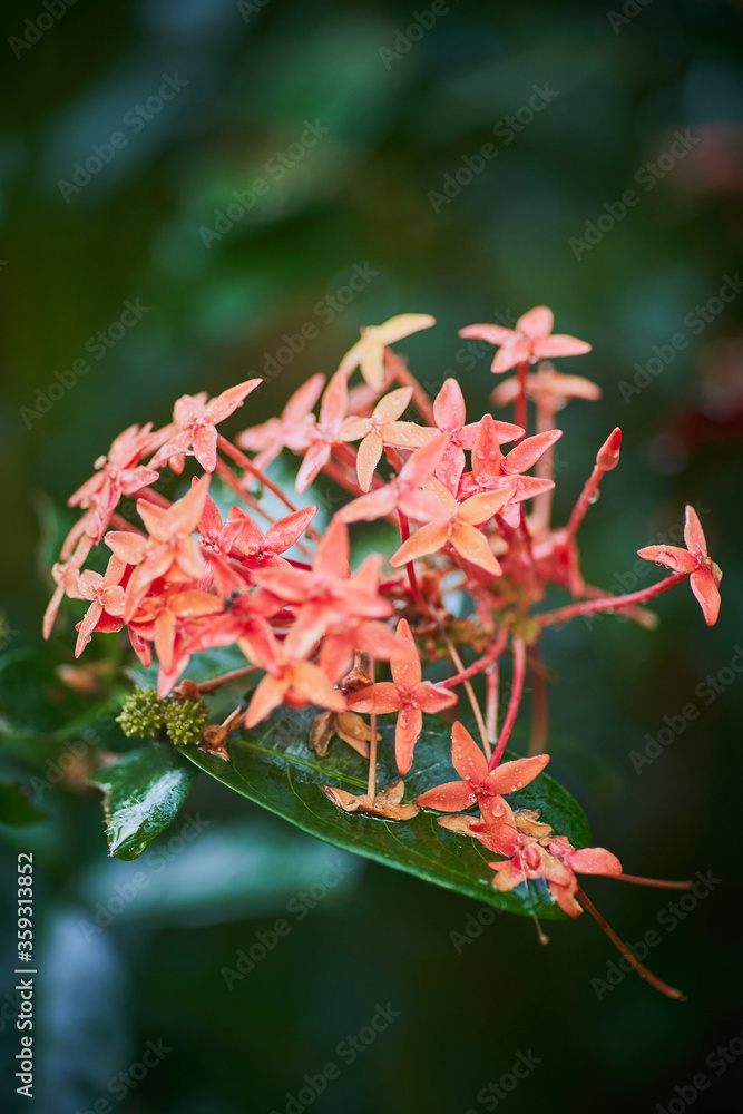 Close up nature plant image with green backgrounnd