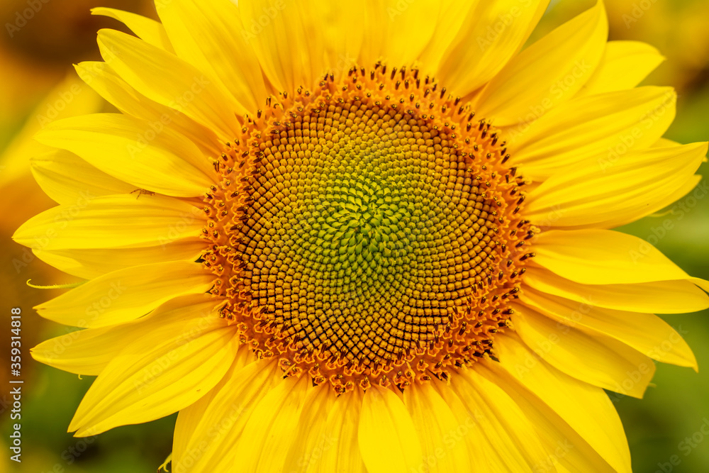 Sunflower field in sunny day